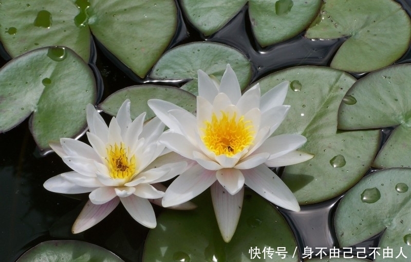 生肖|预计一周内,缘分与桃花抓住时机,守望幸福爱情的四大生肖!