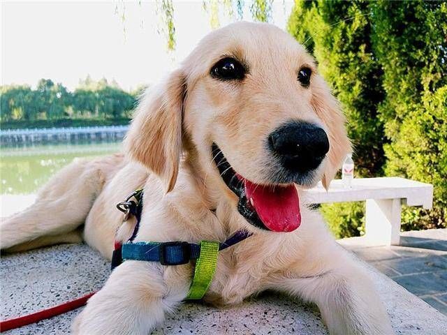 爱犬|金毛也有它的脾气,铲屎官需注意四种意外情况,避免爱犬“暴走”