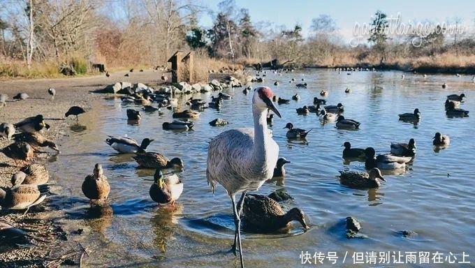  好去处|这个夏天怎么玩？推荐大温20个必打卡好去处，一定有你没玩过的！