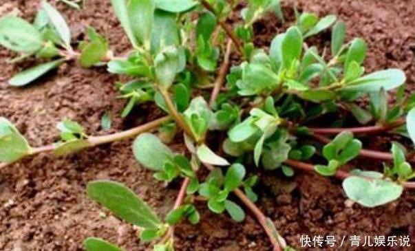 长寿菜|“吃了马齿苋,一年无病害”,被称长寿菜的马齿苋,值得你了解
