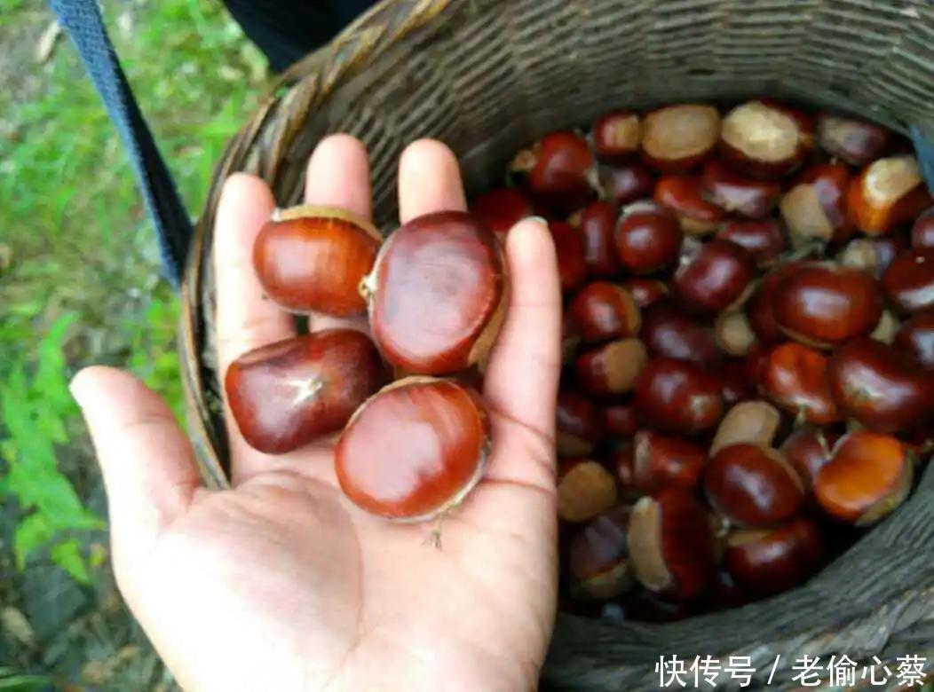 栗子|入秋食板栗,健胃又健脾