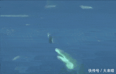  行人|镜头下: 那些不死也会被吓死的“惊险瞬间”