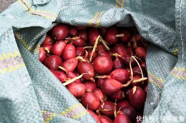 殊不知|这种长在地上的红枣,很多人以为有毒,殊不知是名贵“香果之王”