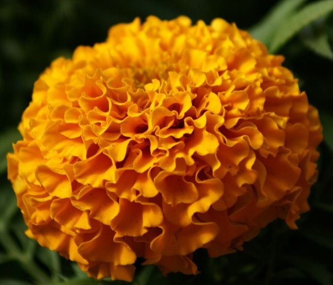 医药|此花具有很高的医药价值，花朵金灿灿、黄澄澄，代表了离别的悲伤