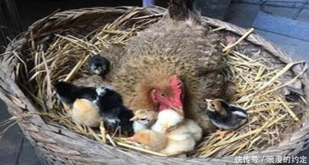 从来不|为什么鸡蛋被人拿走,母鸡从来不生气看完涨知识