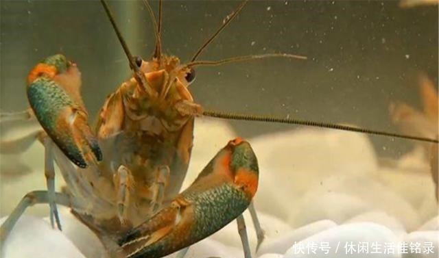 混养|水池中混养龙虾,学会这几招,不赚钱都不行