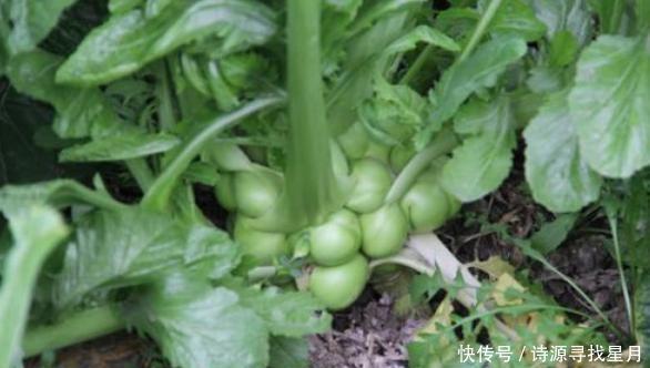 简单|想吃榨菜不用买,自己在家做,香辣爽脆,开胃好吃,做法简单