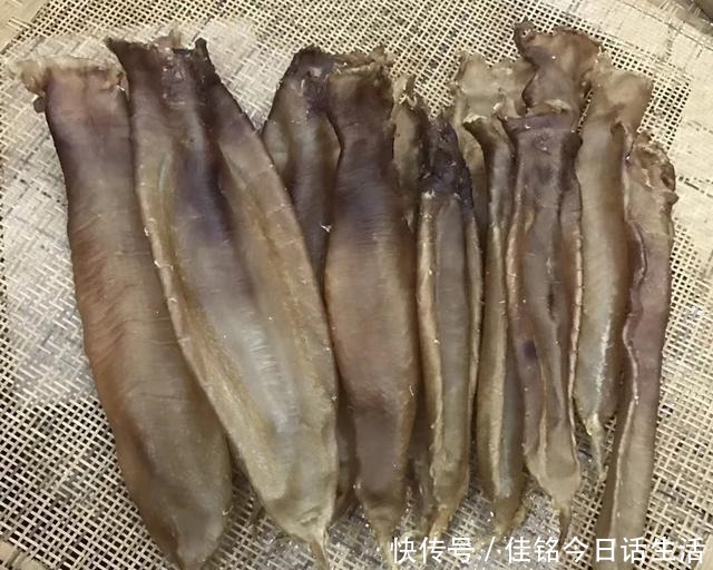 手把手|细数花胶的那些坑,鱼胶和鱼鳔并不一样,潮汕人手把手教你选花胶