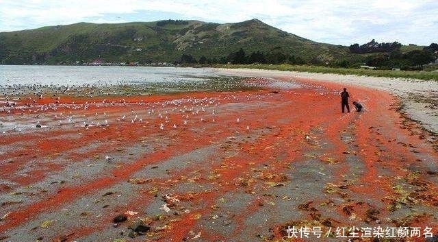 东西|德国人疑惑这东西我们宁可饿着都不吃,中国人却吃到开始养殖