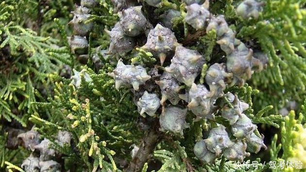 改正|家乡若还用它“熏腊肉”,请你们改正一下,因为此树极为珍贵