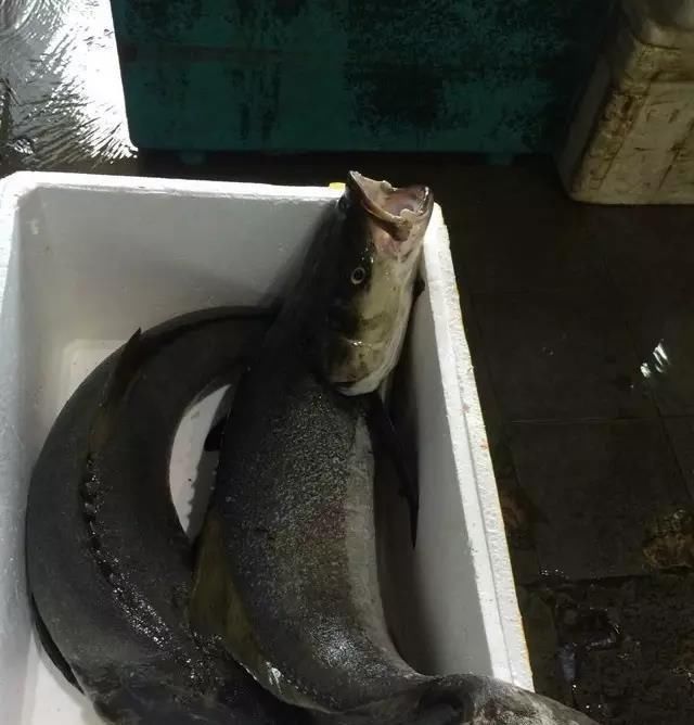 海鲜|世界上65种珍奇海鲜,贝爷都不敢说全部吃过,你吃过几种