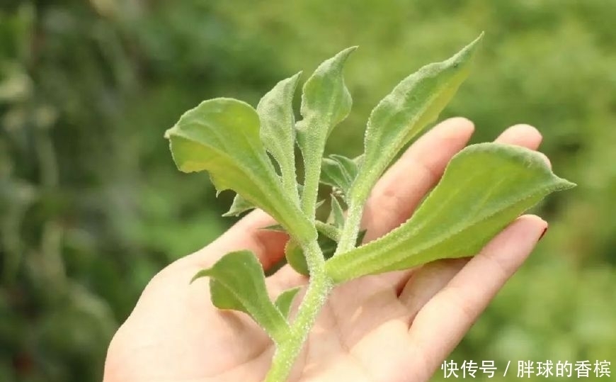 叶子|这菜来自非洲，叶子上有“水晶”，可做肥皂，被称为“贵族蔬菜”