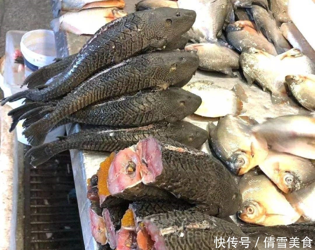 做好|它很可能成为第二个“小龙虾”，已有人类对它动手了，做好准备吧