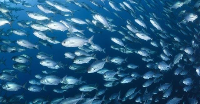 烈焰|印度再次惹出大祸!巨型油轮燃起熊熊烈焰,邻国恐遭灭顶之灾!