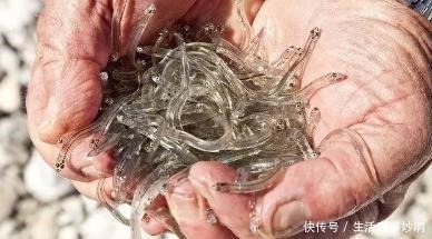 太湖|200吨太湖银鱼准备支援新西兰