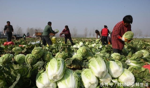 吃不完|白菜吃不完保存难教你1个好办法,放半年不烂,和鲜的一样好吃
