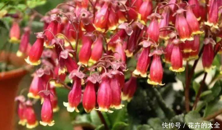 植物|阳台养花,不妨养这4款植物,花大色艳真漂亮,谁养谁上瘾