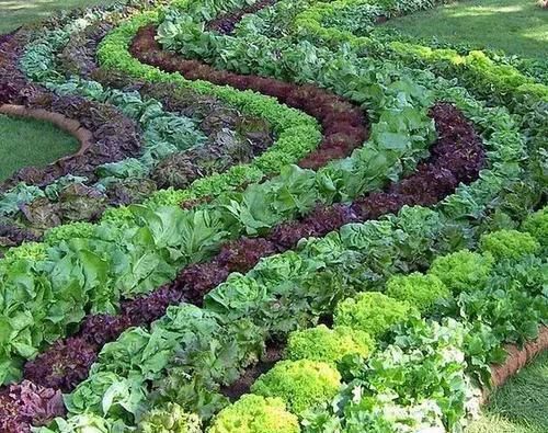 羡慕|13个“私家菜园”好吃又好看,网友直呼太羡慕了