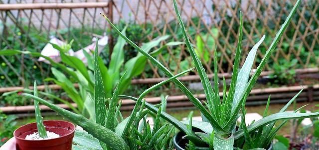 家里|这两种植物养得好，稍微注意就能养出老桩来价值高气势好