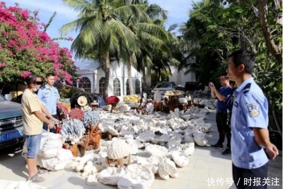 濒危野生动|危害巨大涉案估值3300余万！海南警方破获近年最大买卖野生动物案