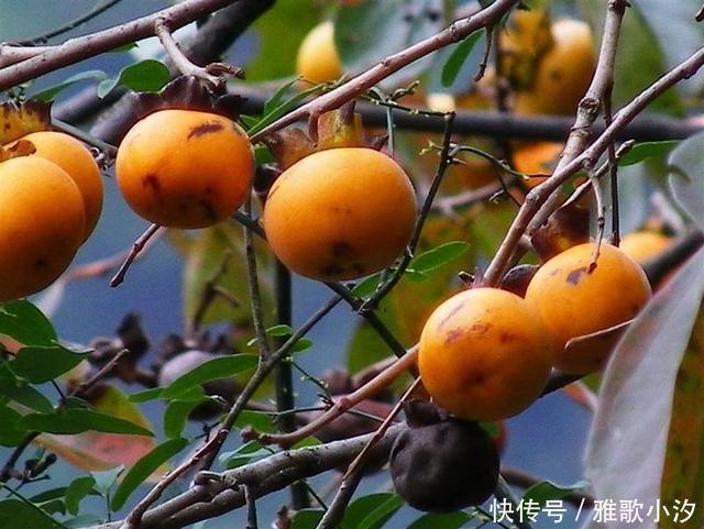 小时候|秋天,漫山遍野都是小时候吃过的“野味”,你还认得几种?