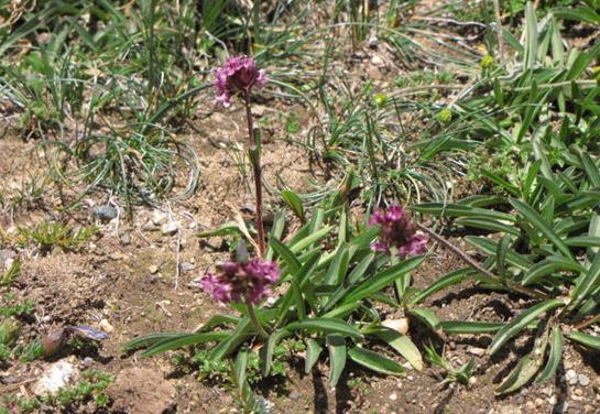 火锅|这种植物是火锅调味料之一,市场需求很大,目前市场价35元一斤