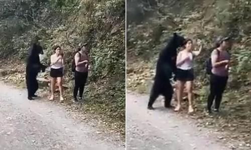 自拍|开车遇到老虎不算啥三名女子赤身遇到黑熊,还拿出手机淡定自拍