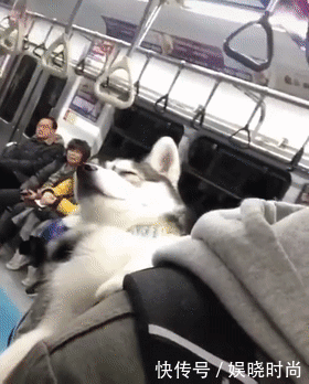 地铁|带狗上地铁会发生什么事情?狗子:我可爱了,也被撸秃了