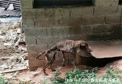 男子|男子回家途中遇到一只皮包骨的狗,村民告诉原因后,男子不淡定了