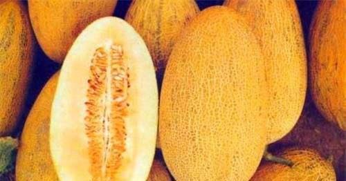 哈密瓜|康熙400年前叫错一水果名，误导国人至今，如今你的叫法也错了？