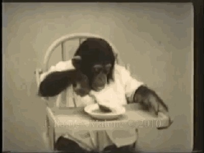 人类|黑猩猩与人类婴儿一同长大,以为自己是人类,后来变成什么样了