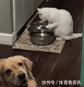 简直|2岁还没有立耳的德牧，这反差简直太萌了！