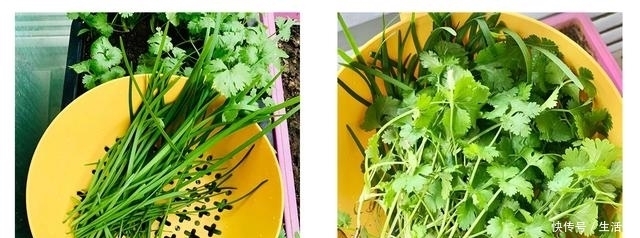  记得|香菜还要出去买？20年老菜农教你在家轻松种香菜！记得收藏