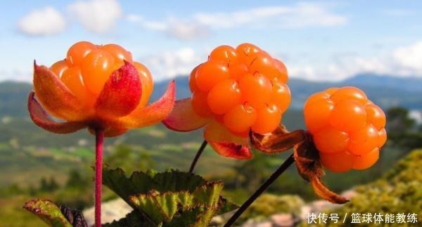 橙子|这种“野莓”不仅长得漂亮，维生素C还是橙子的3倍你见过吗