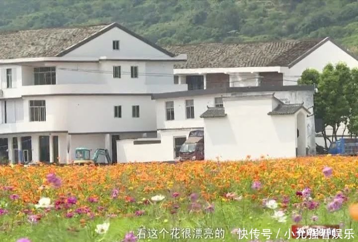  花海|苍南这个村藏着80亩花海，太美了！