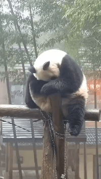 爱情|搞笑GIF：这也许就是爱情吧，而且还是跨国恋，让人真的羡慕
