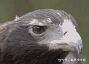 火腿肠|“火腿肠中间有夹心,这白糊糊的是什么”哈哈哈真材实料