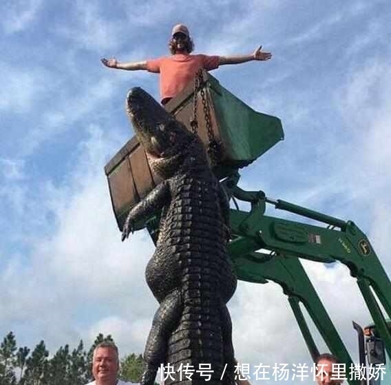 只大鳄鱼|男子养的牛被神秘生物吃掉,仔细探索后,被眼前的一幕吓到了