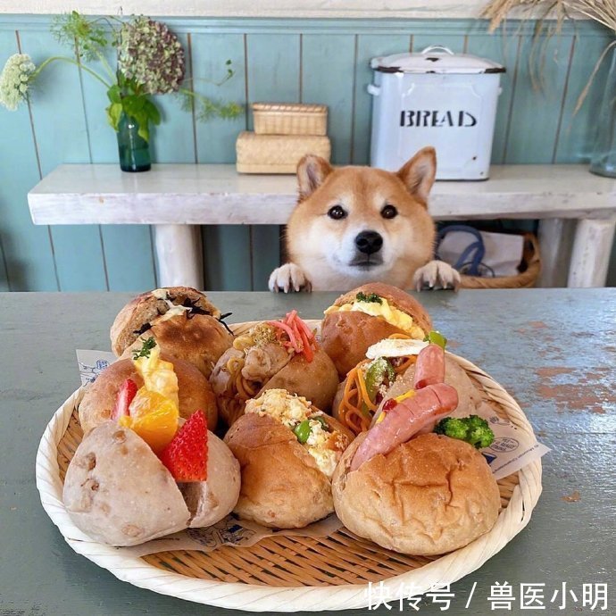 吃饭|女子每次吃饭,餐桌旁总会“长”出一颗狗头:再看就把你吃掉