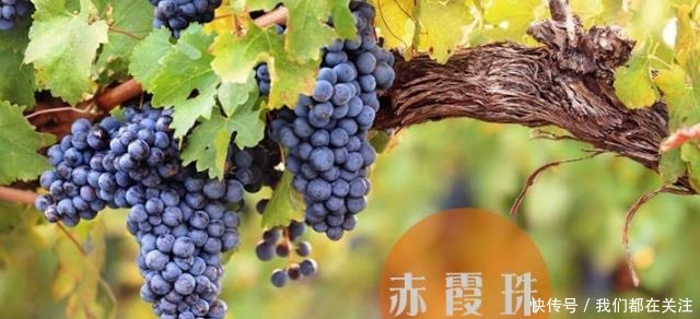 也别|红酒瓶上有这些字就算一折也别买,厂家把你当傻子,老板给我送钱