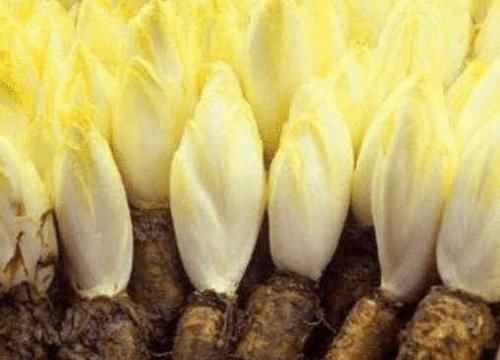  白菜心|把“山药”埋进土里，能长出“白菜心”，卖80元1斤，你见过吗