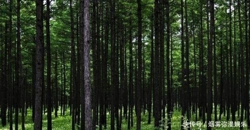 作得|卡廷森林惨案过在苏联其实是波兰人自己作得一手好死