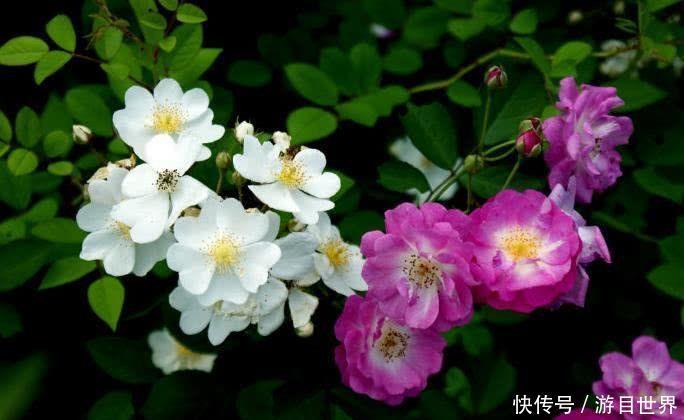 眷顾|10月开始，有贵人助力，喜事一桩又一桩，财神眷顾的四大生肖