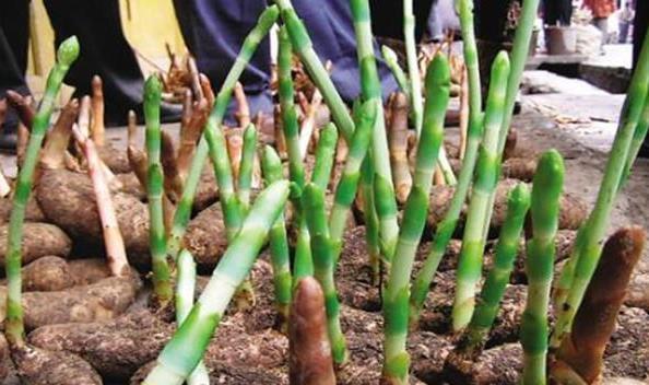  希望|天麻栽培技术，种植技术分享，希望能够帮助你