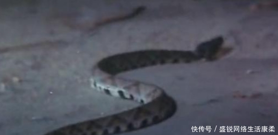  发生|揭秘1983年的蛇灾始末：一场大水过后的“雪上加霜”