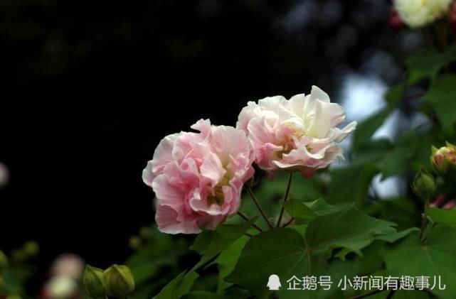 运势|7月开始运势一路涨红,正财偏财齐旺,有福享有钱花的生肖