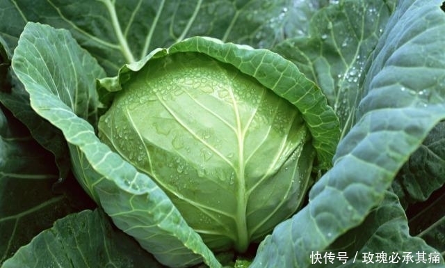  食物|南方人说: 北方的食物, 是世界上最大的骗子! ?