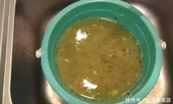 叶子|猕猴桃种子扔土里,7天变身毛茸茸叶子盆栽,开心!