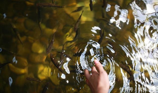  厘米|泰山遇见它一定要记住样子，500元一斤，3年才长9厘米