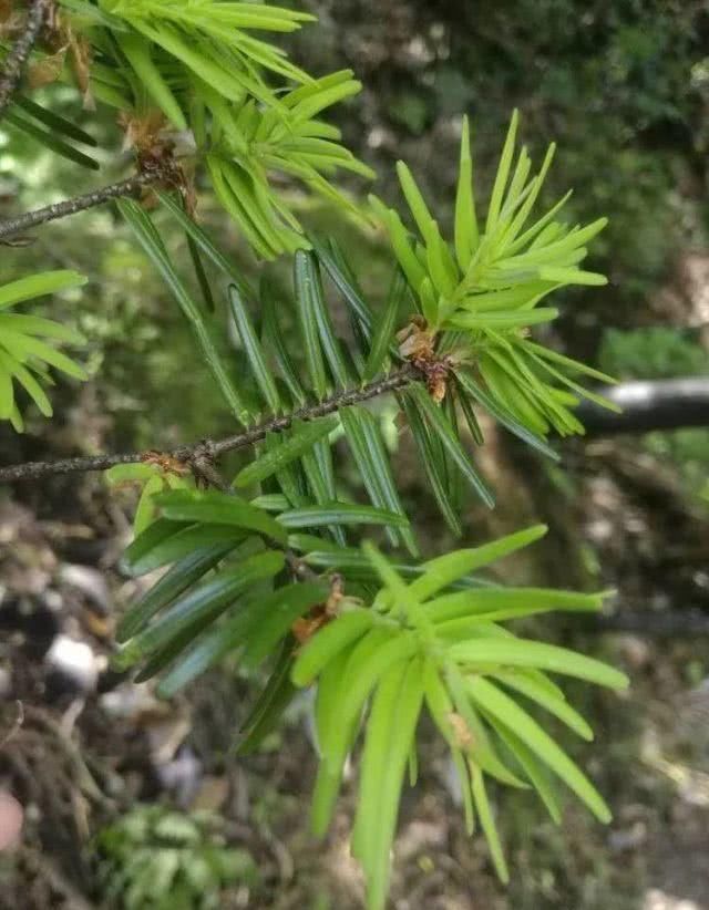  摄影|与武功山齐名，天下第一仙山现对江西、浙江人全免费开放